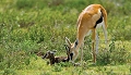 naissance  d'une gazelle de thomson